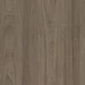 Вяз Благородный